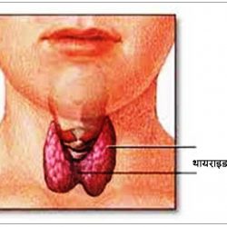 thyroid in hindi