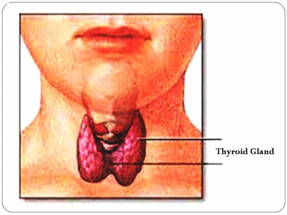 what is thyroid