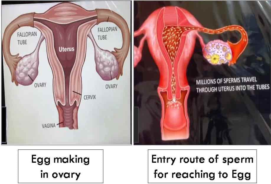 egg making during ovulation period for pregnancy
