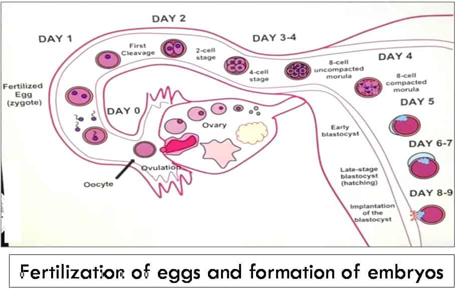 how many days to get pregnant know by fertilization of eggs